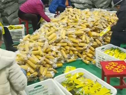 鮮食玉米漂燙流水線